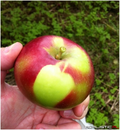 Apple-Flavored Apple Apples