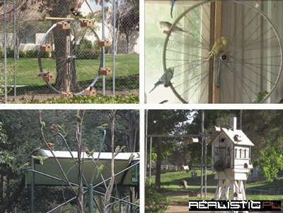 Bird Feeder Ferris Wheels