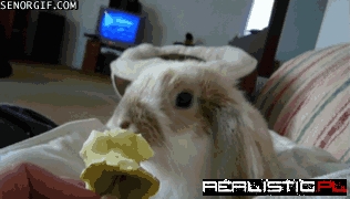 Bunny Eats an Apple