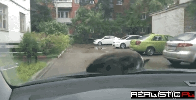 Cat Rides on Car Hood