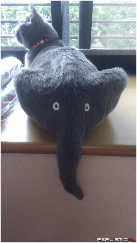 Catphant
