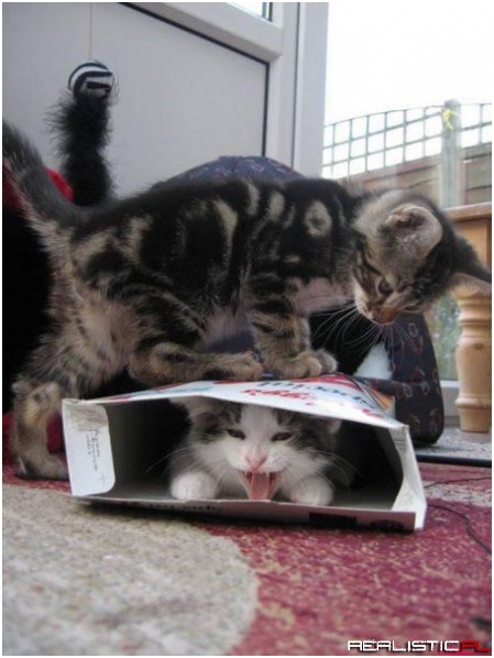Cats