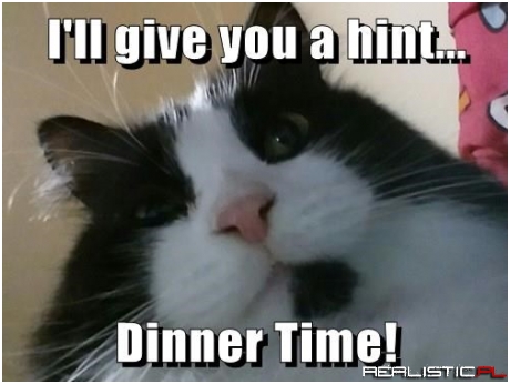 Cats Give Really Good Hints