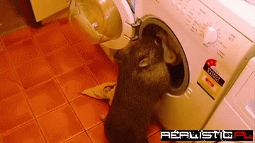 Don't Worry They Find All the Missing Socks Too