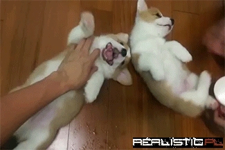 Double The Fun