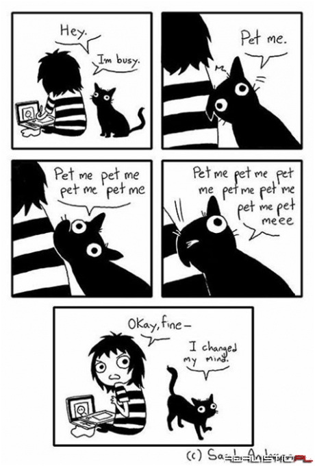 Every Time You Are Busy Not Trying to Pet Your Cat