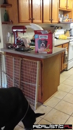 Feast Well, Dog Friends