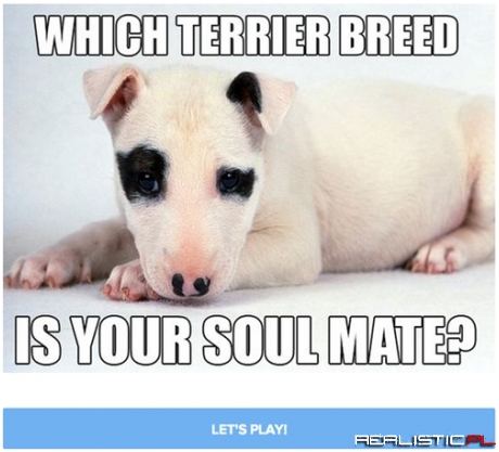 Find Your Terrier Soulmate By Taking This Quiz