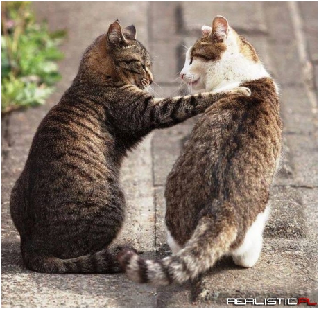 Friends