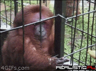 Give me banana