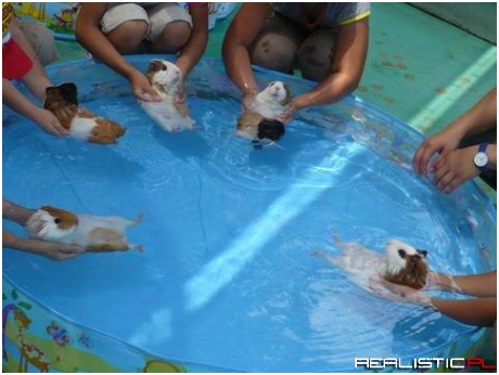Guinea Pigs are natural swimmers