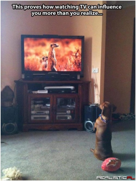 He Thinks They're Prairie Dogs