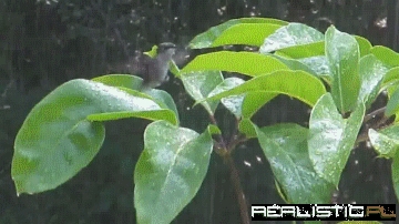 Humming in the Rain, Just Humming in the Rain