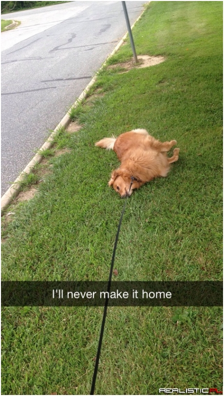 I just wanted to take a nice walk around the neighborhood