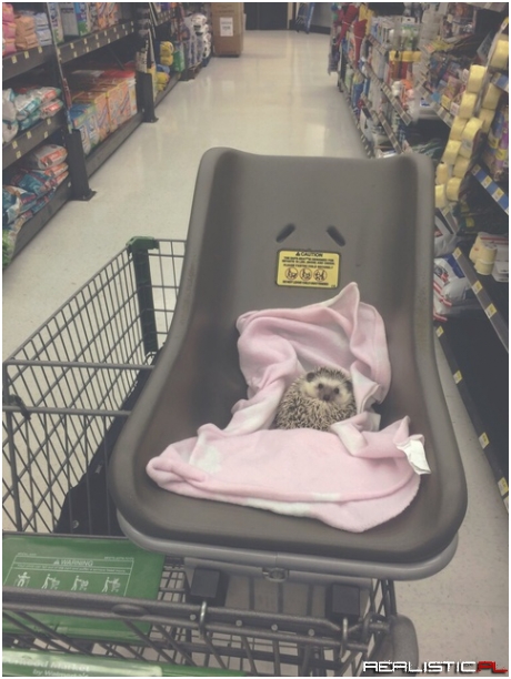 I take my hedgehog grocery shopping, and no one tells me to stop