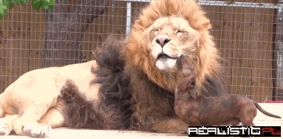 I'd Be Lion if I Didn't Think This Was Incredibly Cute