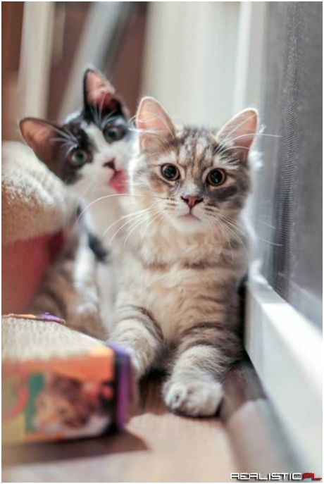 It's Caturday, Look At Me!