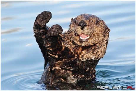 It's National Sea Otter Day, Let's Have A Caption Contest!