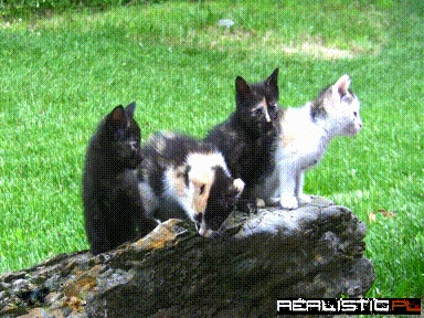 Kittens on a Log