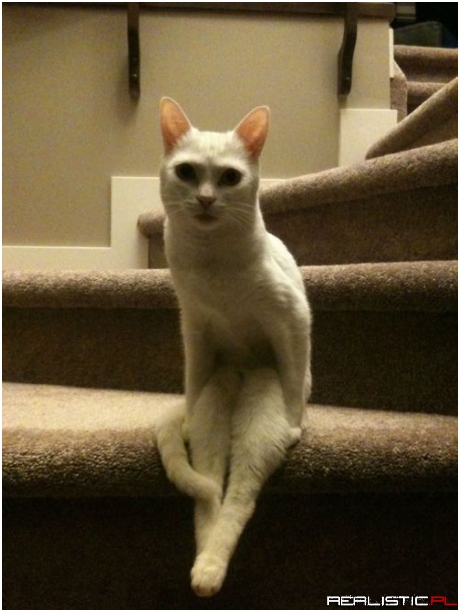 Kitty