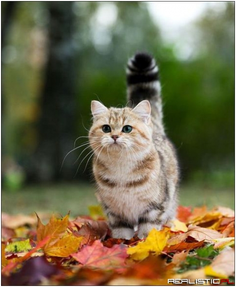 Kitty