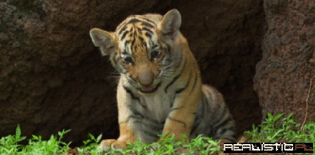 Kitty
