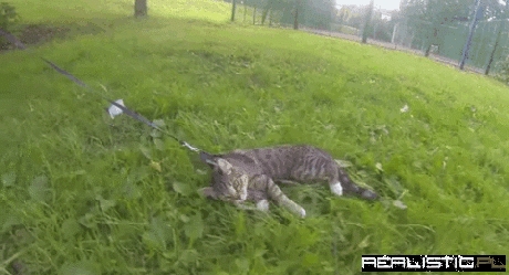 Lazy kitty