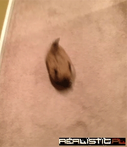 Little Potatoes Are On The Loose