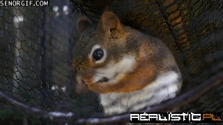 Little Squirrel Keeps Clean