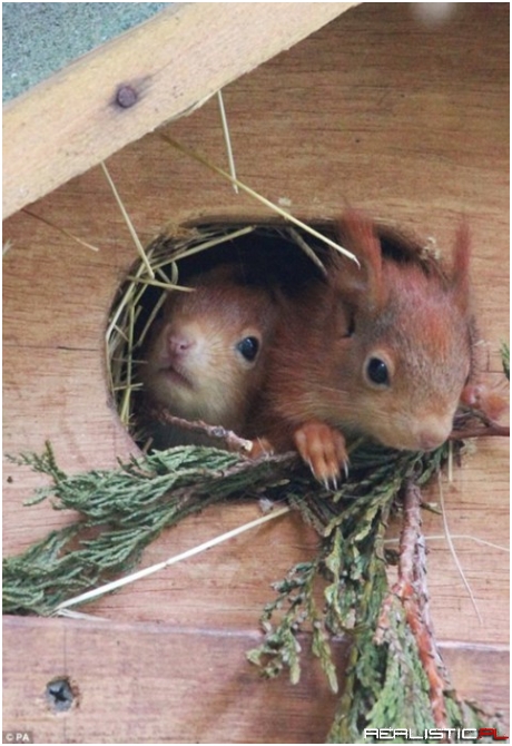 Mama Squirrel Is In For Double Trouble with These Cuties