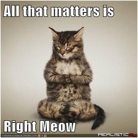 Mindfulness Kitteh Will Show You Teh Way