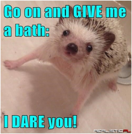 Mini-Sonic Realizes Humans Don't Have Quills