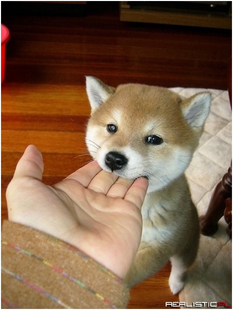 Much Cute, Such Hunger