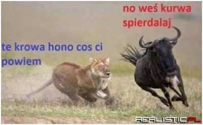 No weś...