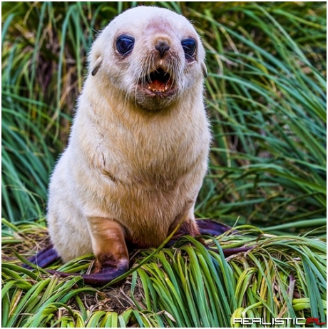 OMSquee! It's a Wonder-Struck Fur Seal Pup!