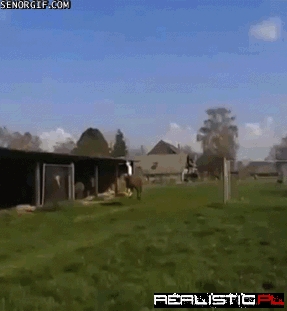 One Happy Llama