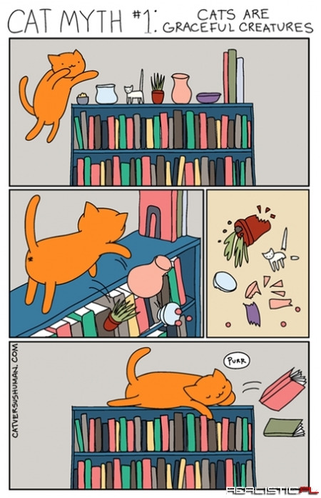 One of The Most Persistent Myths About Cats