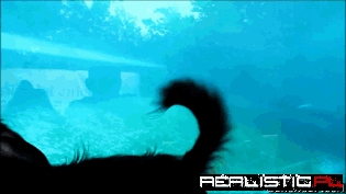 Penguin Goes After Dog's Tail