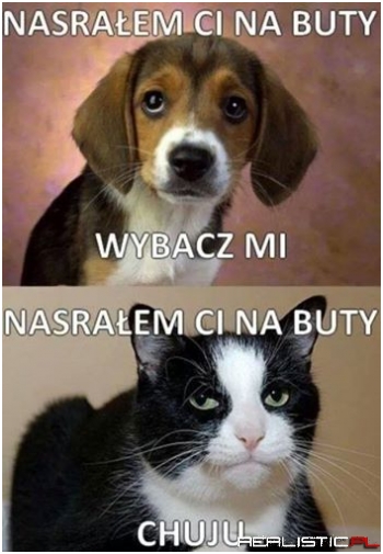 Pies vs Kot