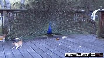 Playing