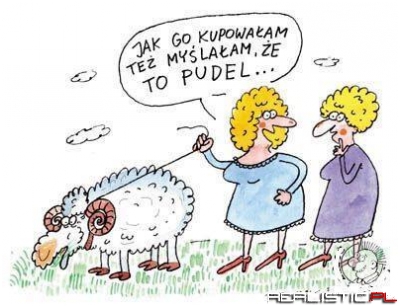 Pudel