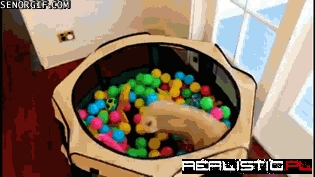 Pug in a Ball Pit