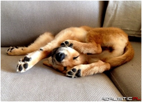 Puppy Pretzels Are the Best Snack for Your Heart