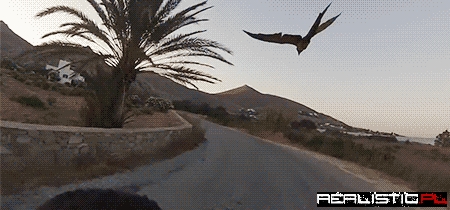 Race