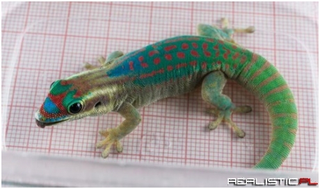 Sadly the Russian Sex-Geckos All Died in Space