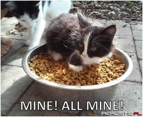 Scrooge McKitteh, Swimming In Her Kibble Pool