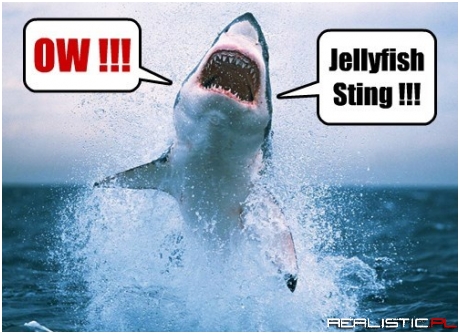 Sharks can be Sensitive too