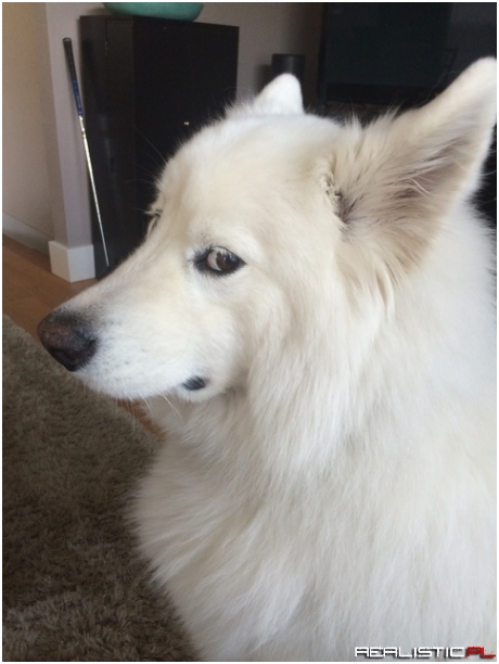 Skookum