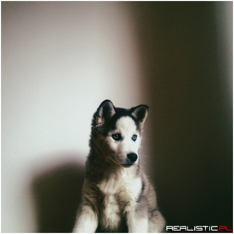 So cute husky