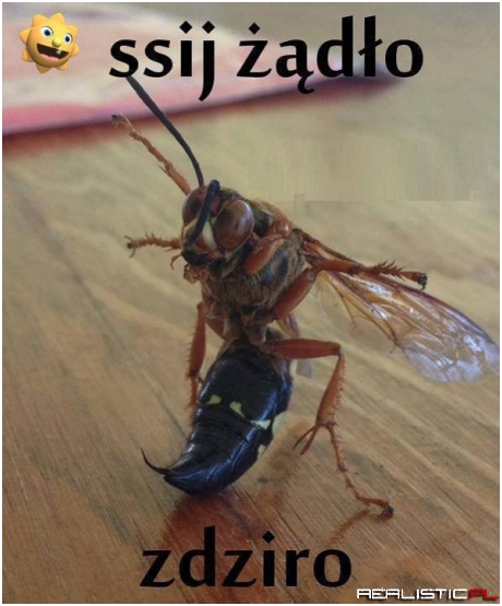 Ssij żądło